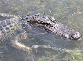 Photo of an alligator